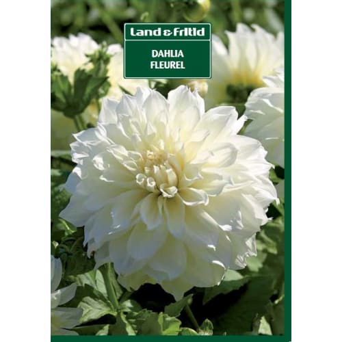 Blomsterløg - DAHLIA Fleuril