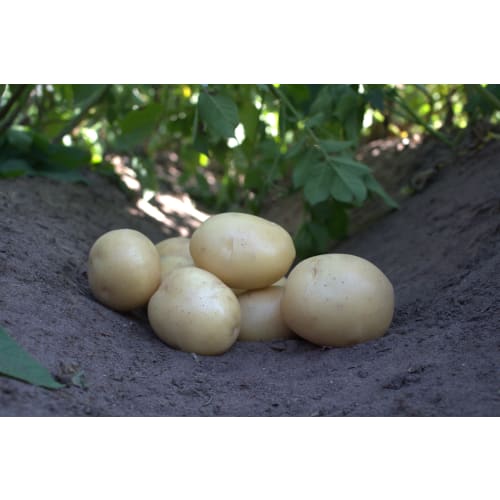 Ally læggekartofler