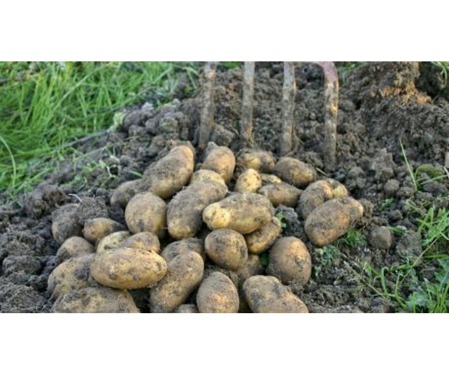 Kartoffeldug, grøn, 130 g 9,8 x 25 m